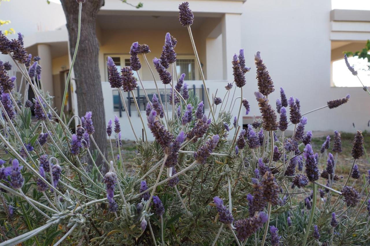 Olive House Villa Malia Exterior foto
